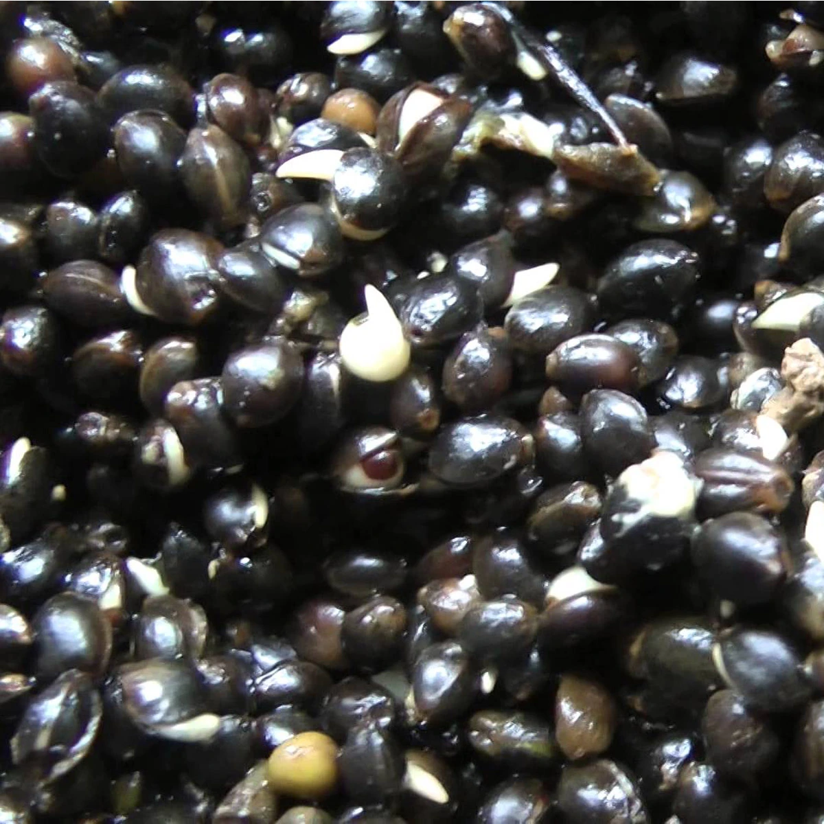 Evezet Gekiemde Hennep In Pot 800 Ml 2 Evezet Gekiemde Hennep In Pot 800 Ml - Afbeelding 2